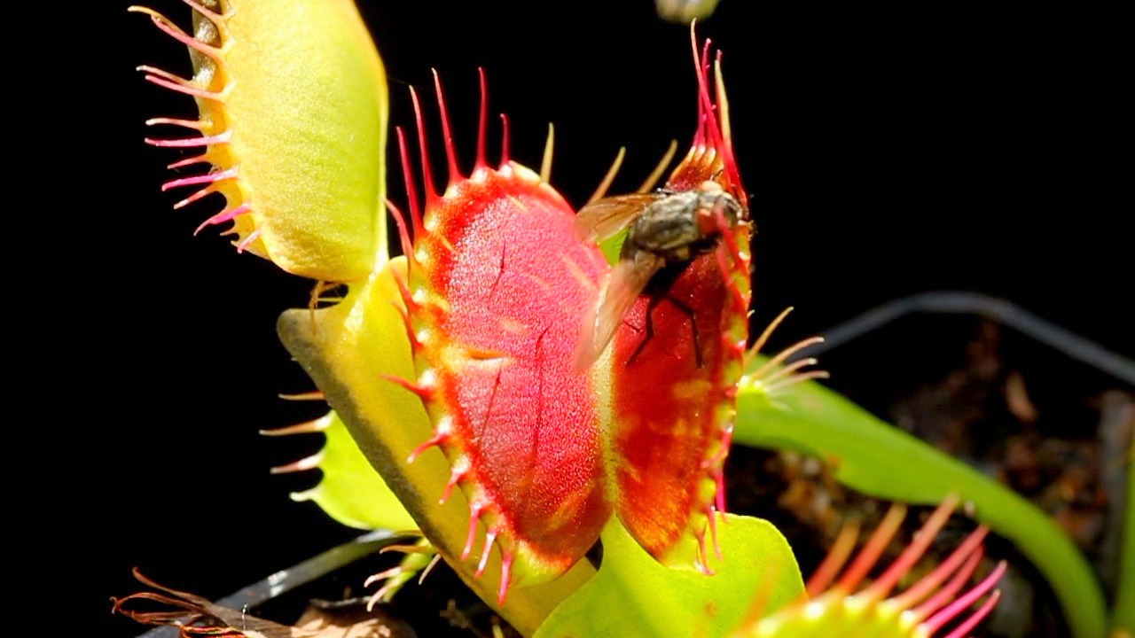 The Jaws of Death: Venus fly trap ~ Herbaria 3.0 ~ Tell us your